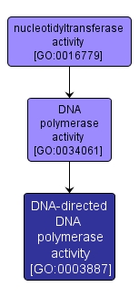 GO:0003887 - DNA-directed DNA polymerase activity (interactive image map)