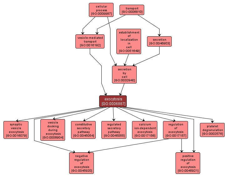 GO:0006887 - exocytosis (interactive image map)