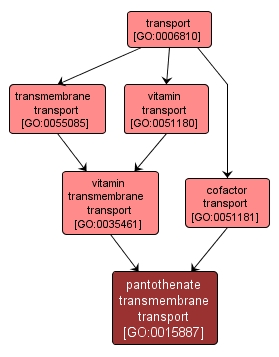 GO:0015887 - pantothenate transmembrane transport (interactive image map)