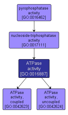 GO:0016887 - ATPase activity (interactive image map)