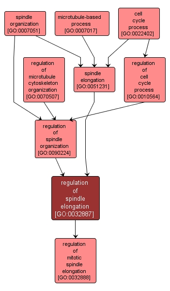 GO:0032887 - regulation of spindle elongation (interactive image map)