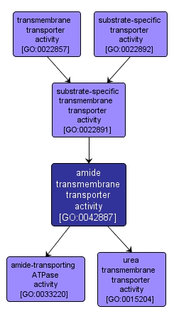 GO:0042887 - amide transmembrane transporter activity (interactive image map)
