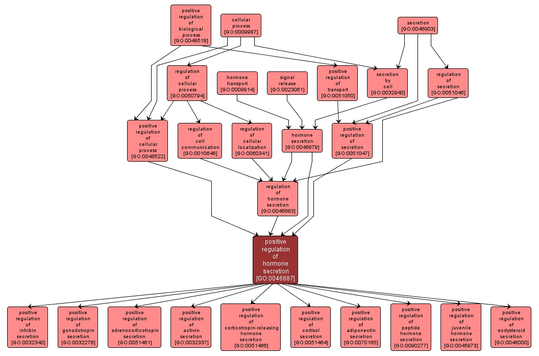 GO:0046887 - positive regulation of hormone secretion (interactive image map)