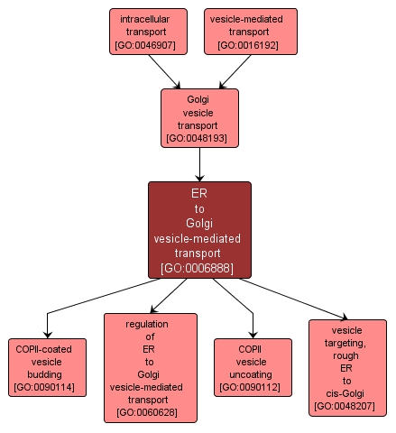 GO:0006888 - ER to Golgi vesicle-mediated transport (interactive image map)