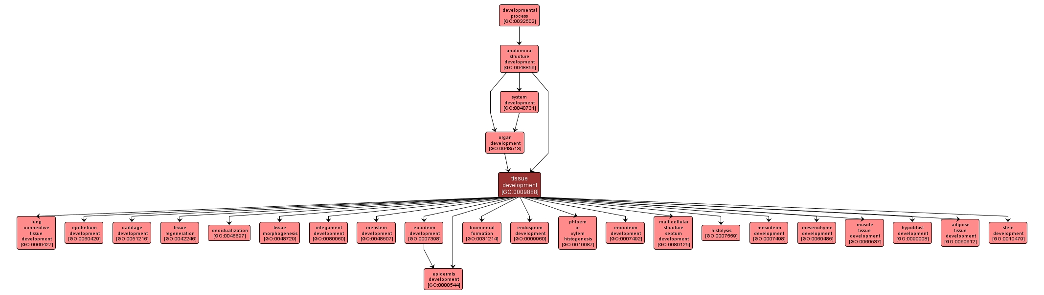 GO:0009888 - tissue development (interactive image map)