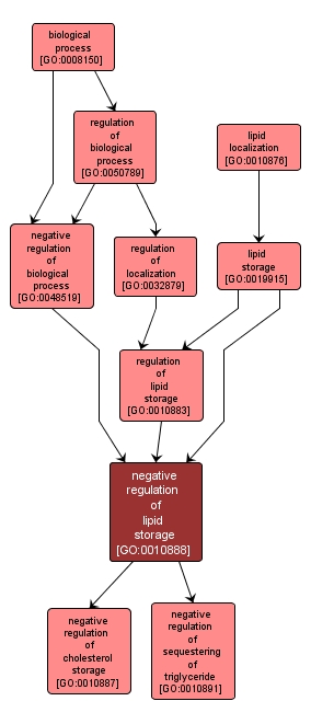 GO:0010888 - negative regulation of lipid storage (interactive image map)