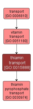 GO:0015888 - thiamin transport (interactive image map)