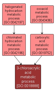 GO:0018888 - 3-chloroacrylic acid metabolic process (interactive image map)