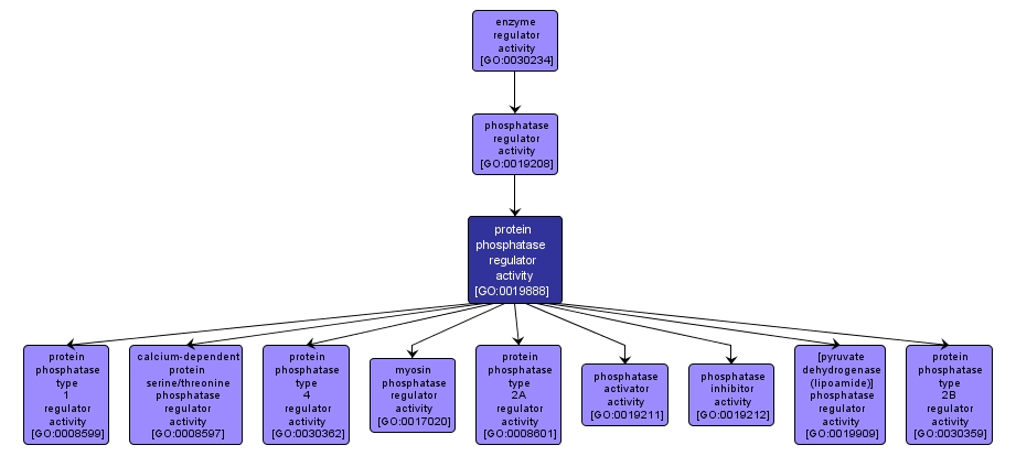 GO:0019888 - protein phosphatase regulator activity (interactive image map)