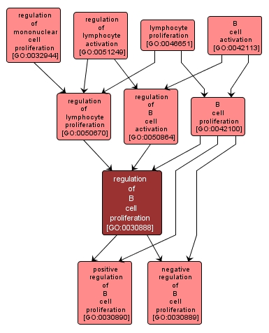 GO:0030888 - regulation of B cell proliferation (interactive image map)