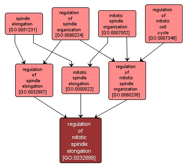 GO:0032888 - regulation of mitotic spindle elongation (interactive image map)