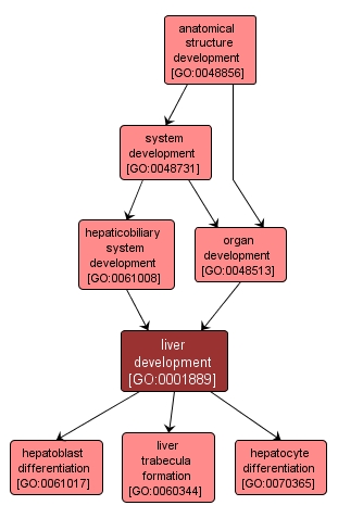 GO:0001889 - liver development (interactive image map)