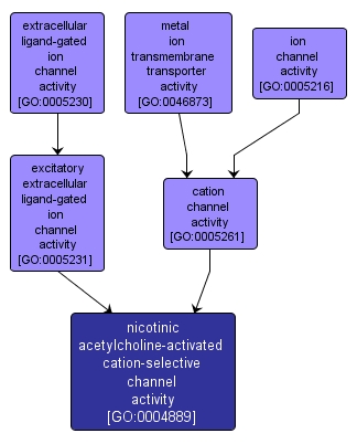GO:0004889 - nicotinic acetylcholine-activated cation-selective channel activity (interactive image map)