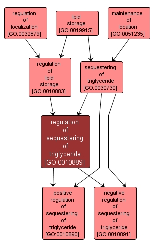 GO:0010889 - regulation of sequestering of triglyceride (interactive image map)