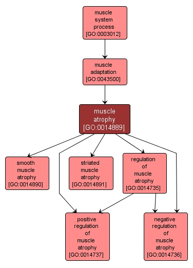 GO:0014889 - muscle atrophy (interactive image map)