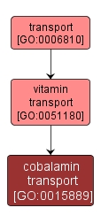 GO:0015889 - cobalamin transport (interactive image map)