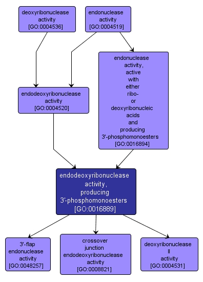 GO:0016889 - endodeoxyribonuclease activity, producing 3'-phosphomonoesters (interactive image map)