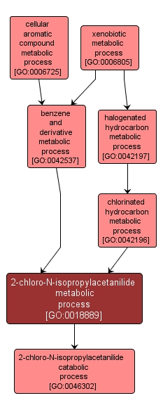 GO:0018889 - 2-chloro-N-isopropylacetanilide metabolic process (interactive image map)