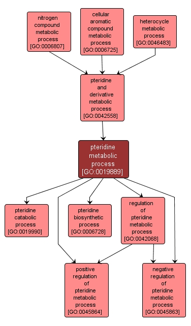 GO:0019889 - pteridine metabolic process (interactive image map)