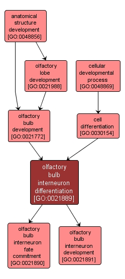 GO:0021889 - olfactory bulb interneuron differentiation (interactive image map)