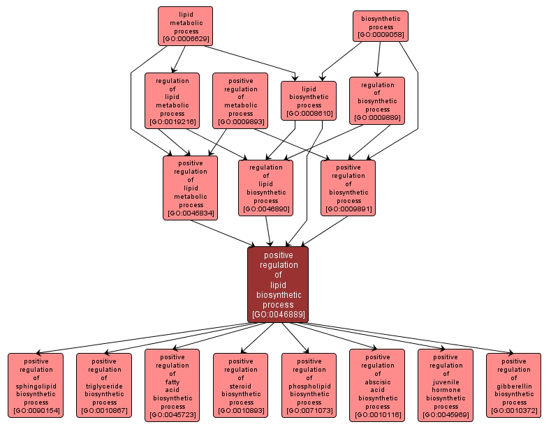 GO:0046889 - positive regulation of lipid biosynthetic process (interactive image map)