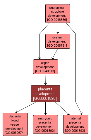 GO:0001890 - placenta development (interactive image map)