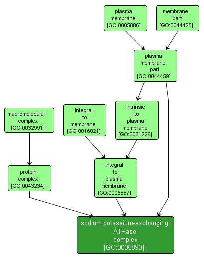 GO:0005890 - sodium:potassium-exchanging ATPase complex (interactive image map)