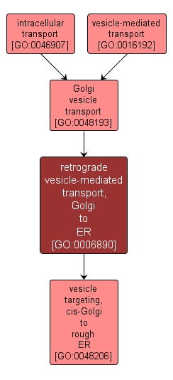GO:0006890 - retrograde vesicle-mediated transport, Golgi to ER (interactive image map)