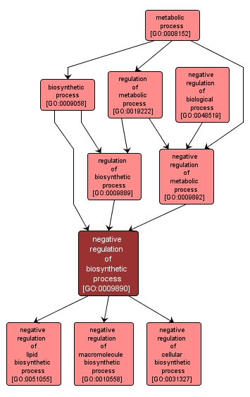 GO:0009890 - negative regulation of biosynthetic process (interactive image map)