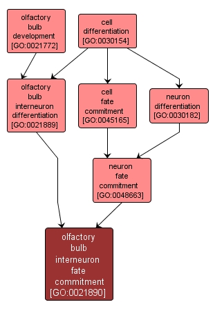 GO:0021890 - olfactory bulb interneuron fate commitment (interactive image map)