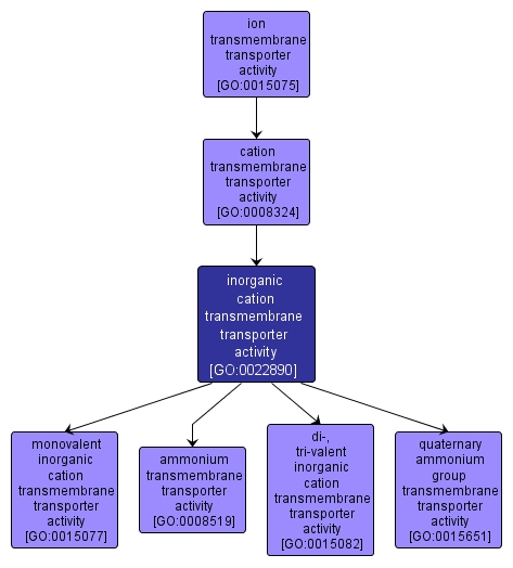 GO:0022890 - inorganic cation transmembrane transporter activity (interactive image map)