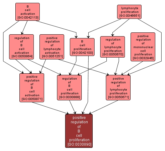 GO:0030890 - positive regulation of B cell proliferation (interactive image map)