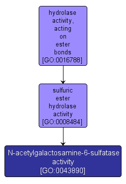 GO:0043890 - N-acetylgalactosamine-6-sulfatase activity (interactive image map)