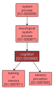 GO:0050890 - cognition (interactive image map)