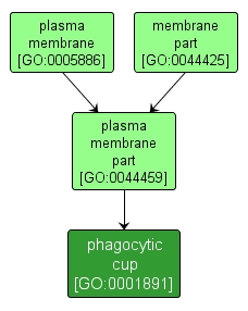 GO:0001891 - phagocytic cup (interactive image map)
