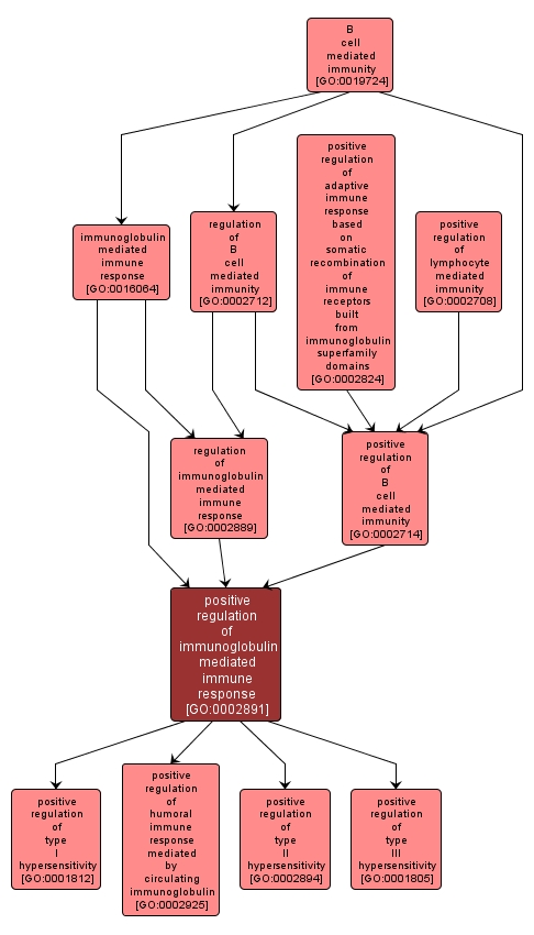 GO:0002891 - positive regulation of immunoglobulin mediated immune response (interactive image map)