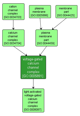 GO:0005891 - voltage-gated calcium channel complex (interactive image map)