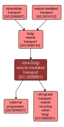 GO:0006891 - intra-Golgi vesicle-mediated transport (interactive image map)