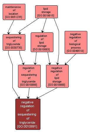 GO:0010891 - negative regulation of sequestering of triglyceride (interactive image map)