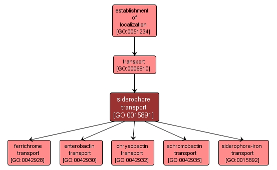 GO:0015891 - siderophore transport (interactive image map)