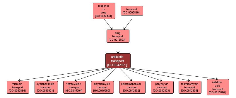 GO:0042891 - antibiotic transport (interactive image map)