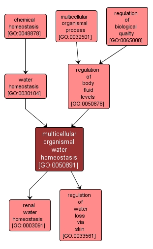 GO:0050891 - multicellular organismal water homeostasis (interactive image map)