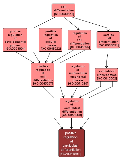 GO:0051891 - positive regulation of cardioblast differentiation (interactive image map)