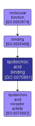 GO:0070891 - lipoteichoic acid binding (interactive image map)