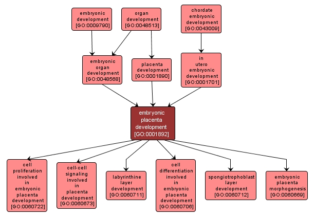 GO:0001892 - embryonic placenta development (interactive image map)