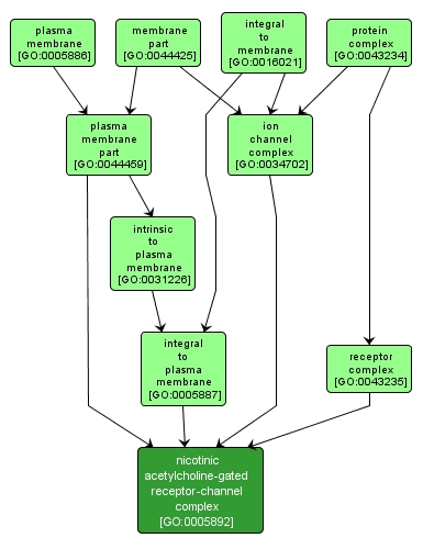 GO:0005892 - nicotinic acetylcholine-gated receptor-channel complex (interactive image map)