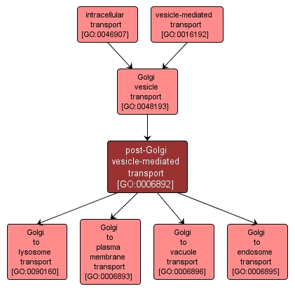 GO:0006892 - post-Golgi vesicle-mediated transport (interactive image map)