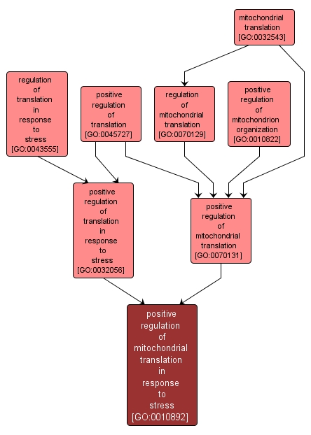 GO:0010892 - positive regulation of mitochondrial translation in response to stress (interactive image map)