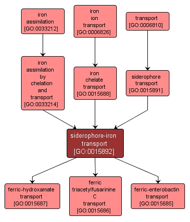 GO:0015892 - siderophore-iron transport (interactive image map)