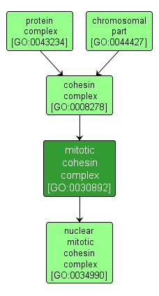 GO:0030892 - mitotic cohesin complex (interactive image map)